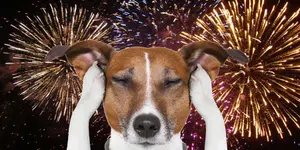 ¿Cómo daña la pirotecnia a las mascotas?