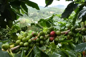 Marena impulsa prácticas sostenibles en fincas cafetaleras
