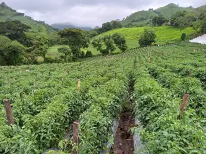 Gobierno y productores impulsan el desarrollo del sector hortícola en Nicaragua