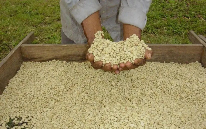 Producción de café alcanza 86 mil 695 quintales al mes