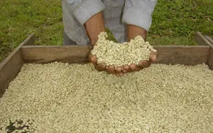 Producción de café alcanza 86 mil 695 quintales al mes