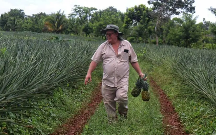 Protección fitosanitaria impulsa el cultivo de piña en Nicaragua