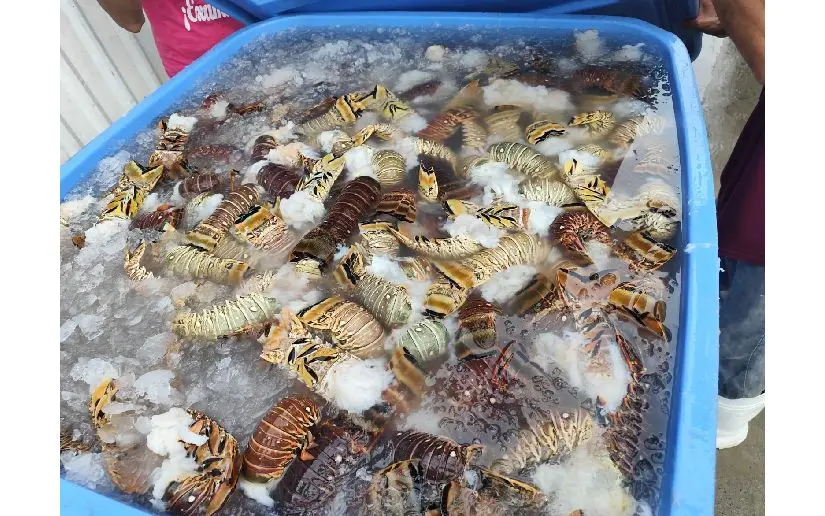 Histórico crecimiento en la pesca de langosta del Caribe