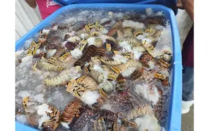 Histórico crecimiento en la pesca de langosta del Caribe