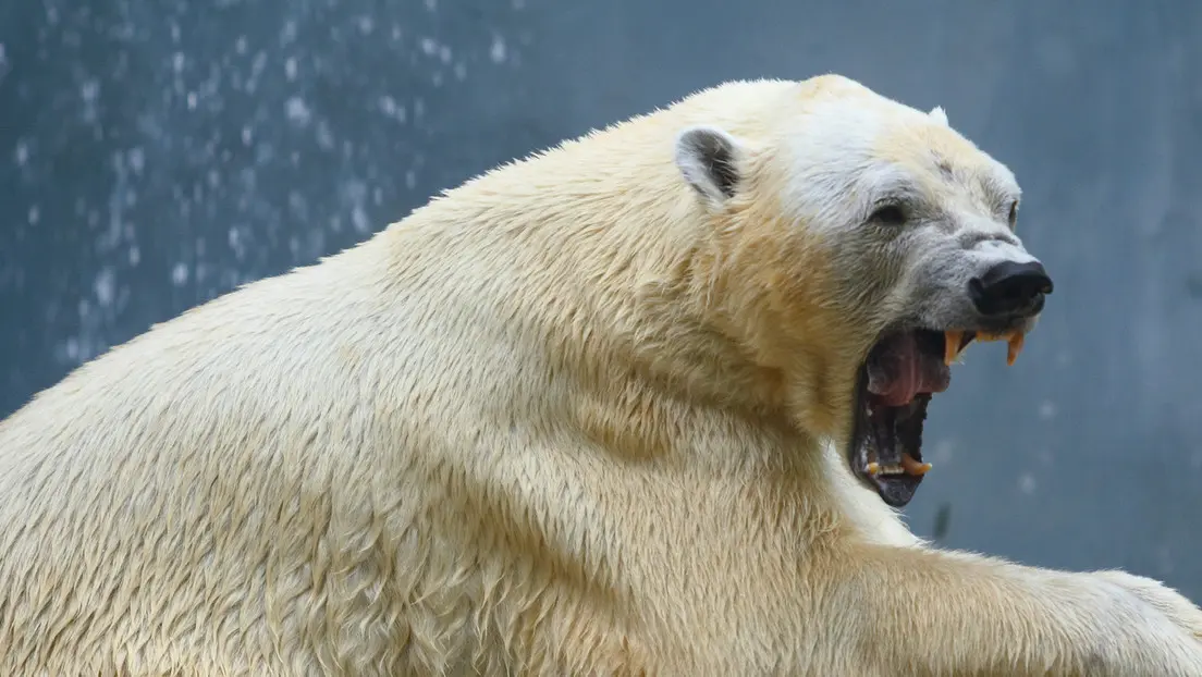 Hombre enfrenta a un oso polar para salva a su esposa en Canadá