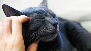 Esposa demanda a su marido por “amar más” a su gato que a ella