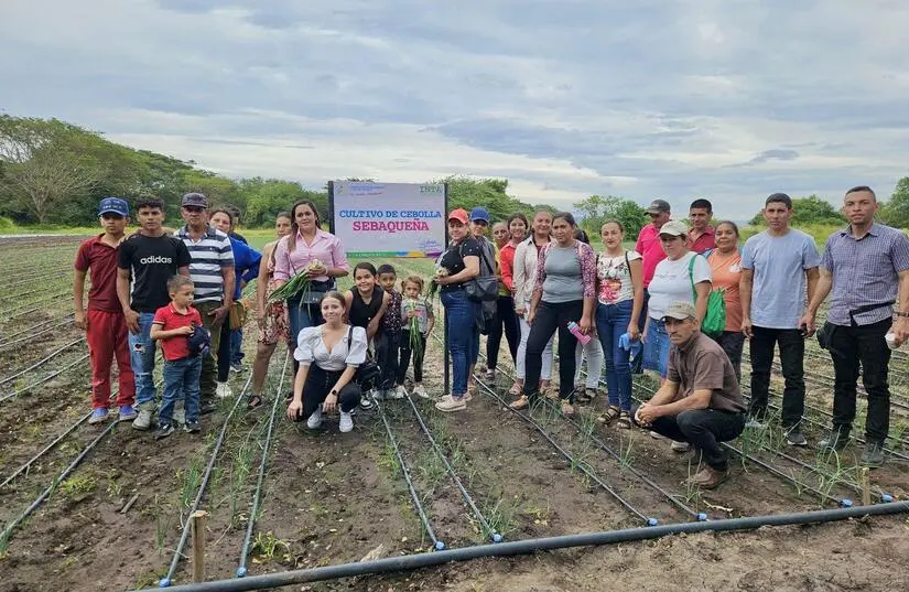 Productores fortalecen manejo de plagas en cebolla blanca en Matagalpa
