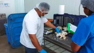 Producción de Caracol Rosado crece un 28% en el Caribe de Nicaragua