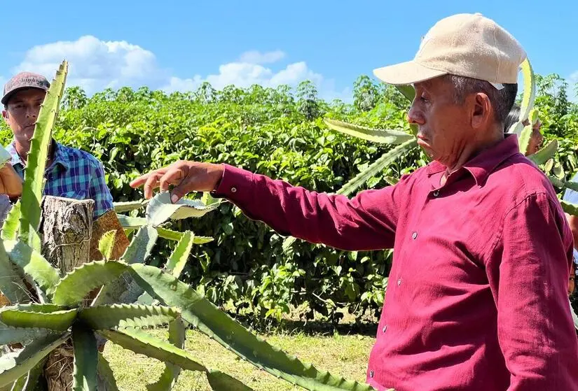 INTA promueve técnicas para mejorar la producción de pitahaya