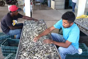 Arranca temporada de pesca sostenible de pepino de mar en el Caribe Norte