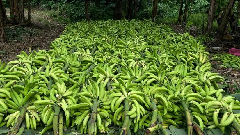 Nicaragua reporta récord en producción de plátano durante 2024