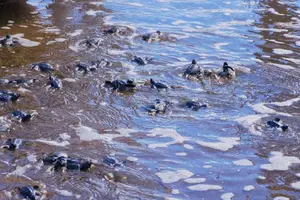 Liberan más de 400 tortuguillos en Jiquilíllo, Chinandega
