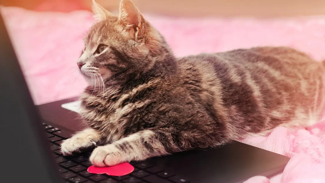 Gata deja a su dueña sin trabajo al enviar una carta de renuncia
