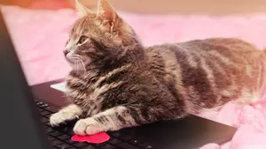 Gata deja a su dueña sin trabajo al enviar una carta de renuncia