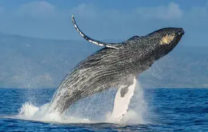 Inicia en Dominicana temporada de observación de Ballenas Jorobadas