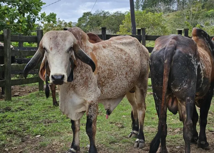 INTA capacita a ganaderos en inseminación artificial para producción de leche