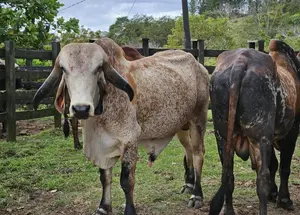 INTA capacita a ganaderos en inseminación artificial para producción de leche