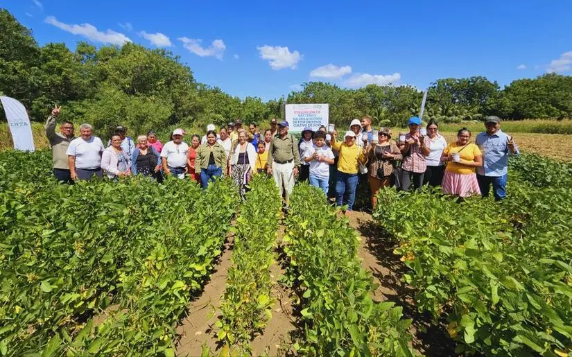 INTA introduce fertilización biológica para mejorar el rendimiento de la soya