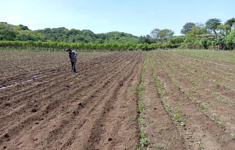Siembra de maíz de apante en Nicaragua alcanza importantes avances