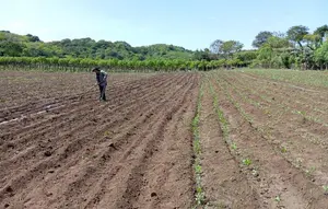 Siembra de maíz de apante en Nicaragua alcanza importantes avances