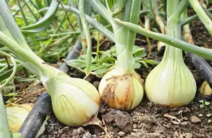 Productores de Cebolla mejoran sus rendimientos con Nuevas Técnicas