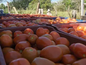 MAG espera una producción de 144,926 quintales de tomate