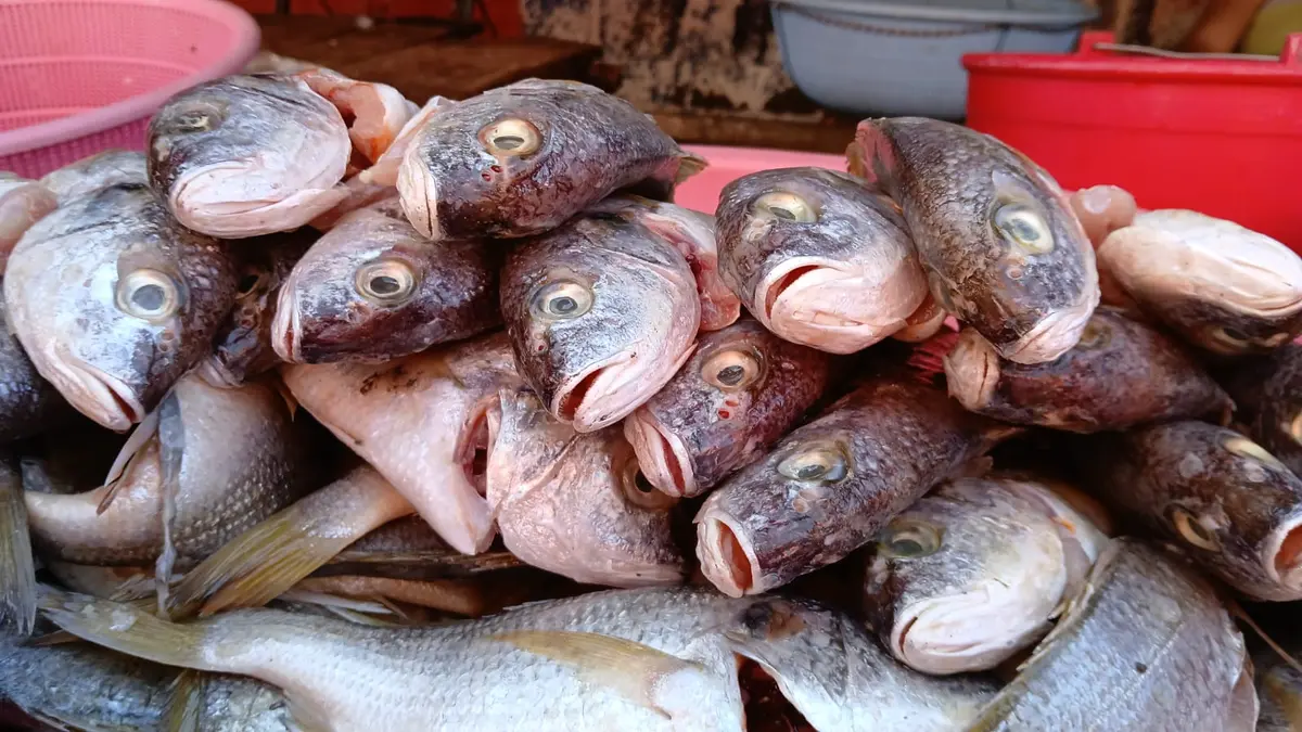 Pescadores de Casares reportan éxito en ventas durante las festividades