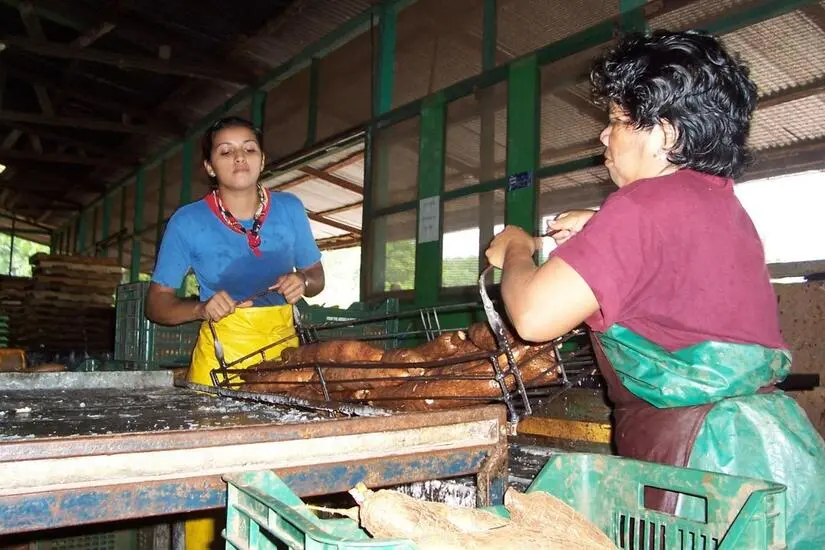 Siembra de yuca en Nicaragua con avance positivo en el ciclo 2024/2025