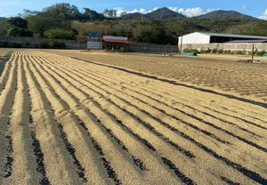 El Café Nicaragüense es pilar económico y motor de empleo