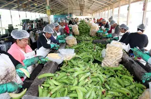Nicaragua exporta 11.9 millones de kilogramos de plátano en 2024