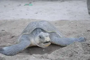 Inicia tercera arribada masiva de tortugas en La Flor