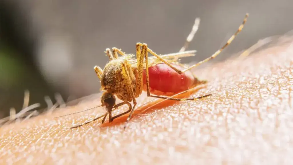 Perú enfrenta brote de dengue: 17 muertos y 13 mil casos reportados