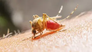 Perú enfrenta brote de dengue: 17 muertos y 13 mil casos reportados