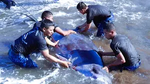 Heroico rescate de un delfín en la costa nicaragüense