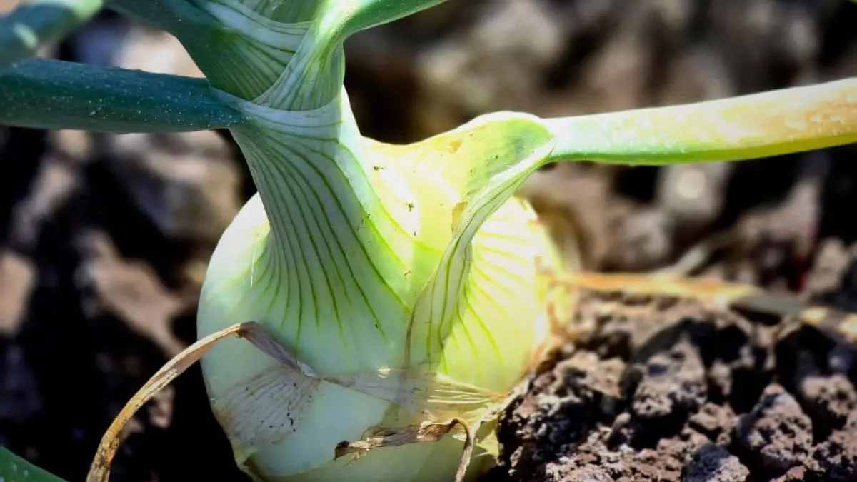 Producción de cebolla en Nicaragua mantiene buen ritmo de cosecha