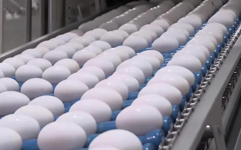 Nicaragua asegura calidad e inocuidad en sus exportaciones avícolas