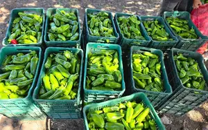 Más de 30 mil quintales de chiltoma llegarán a los mercados en febrero