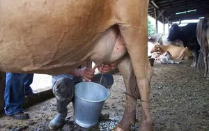 Sector pecuario en Nicaragua impulsa la economía con producción de leche