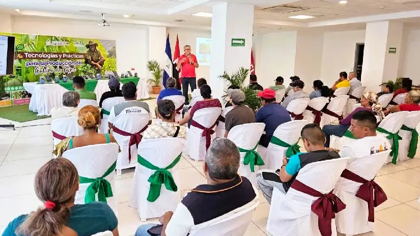 Productores nicaragüenses conocen innovaciones en cultivo de frijol