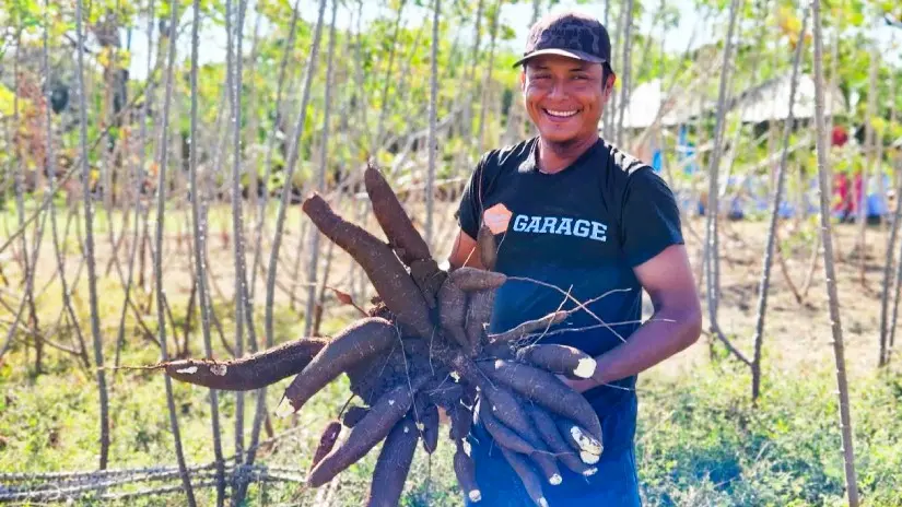 Productores conocen avances en cultivos de yuca en Granada