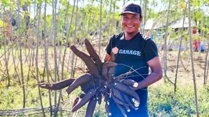 Productores conocen avances en cultivos de yuca en Granada