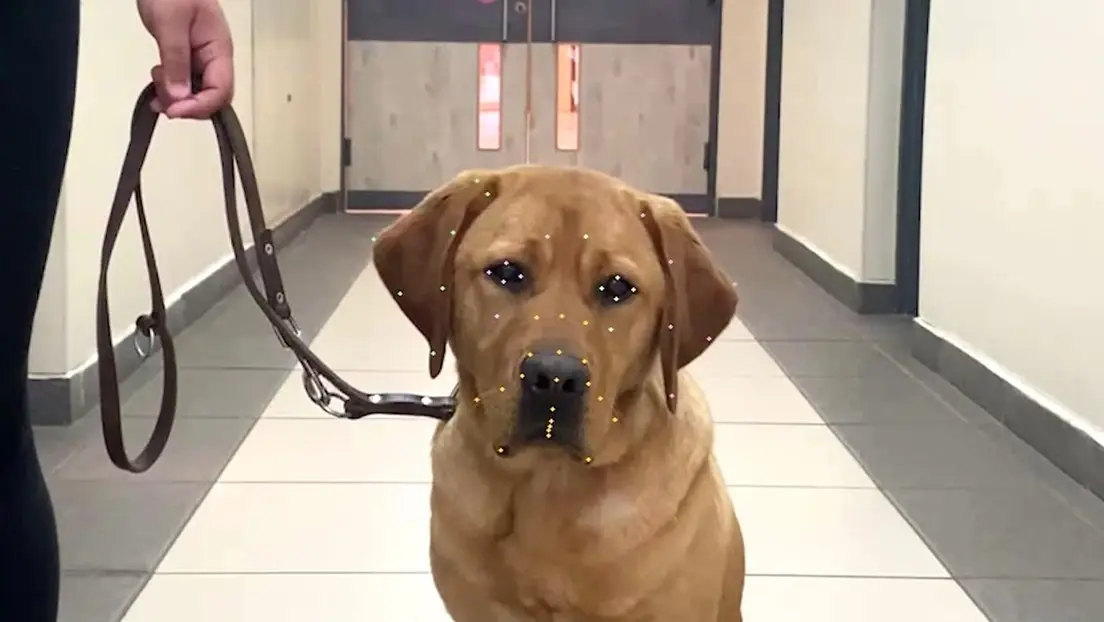 Inteligencia artificial puede revela las emociones de los animales