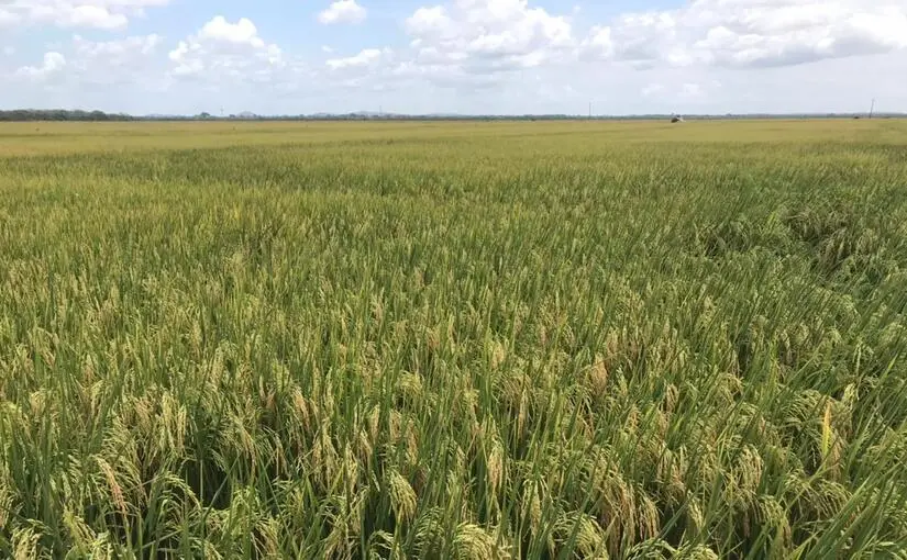 Productores siembran 35,396 manzanas de arroz, reforzando seguridad alimentaria