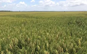 Productores siembran 35,396 manzanas de arroz, reforzando seguridad alimentaria