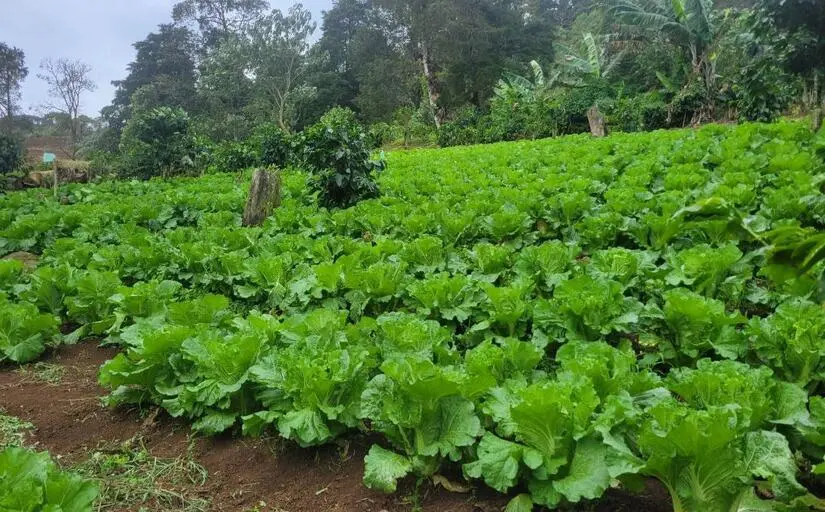 Familias productoras proyectan cosecha récord de 1 millón de lechugas