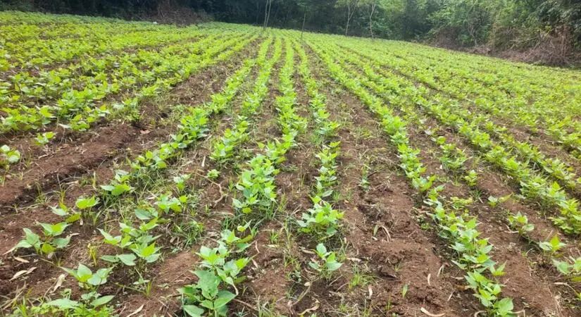 Siembra de frijol rojo impulsará el consumo y  exportaciones