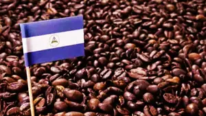 Sector cafetalero en Nicaragua anticipa alta producción