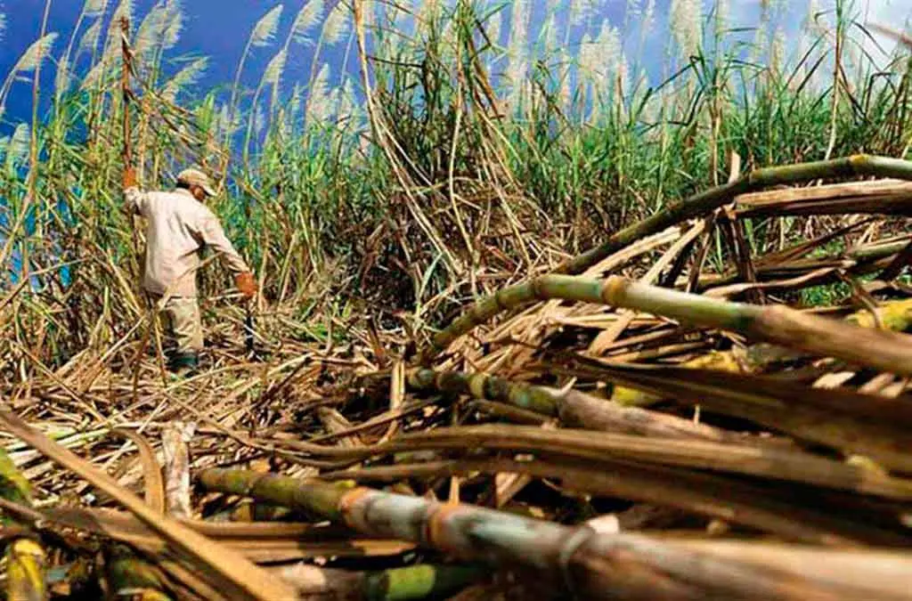 Nicaragua alcanza más de 620 mil toneladas en producción de azúcar