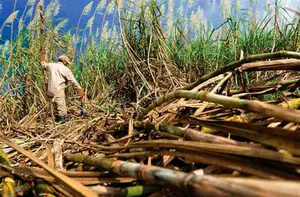 Nicaragua alcanza más de 620 mil toneladas en producción de azúcar