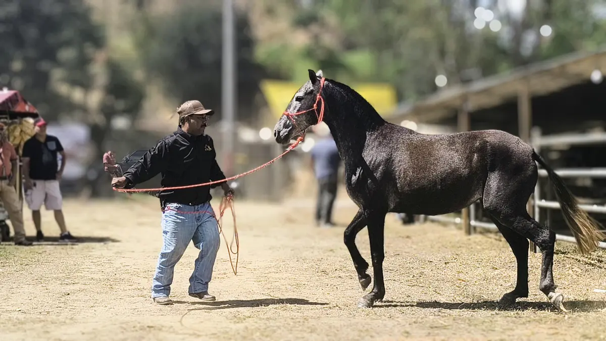 El Jícaro celebra 21 años de su exitosa Feria Ganadera